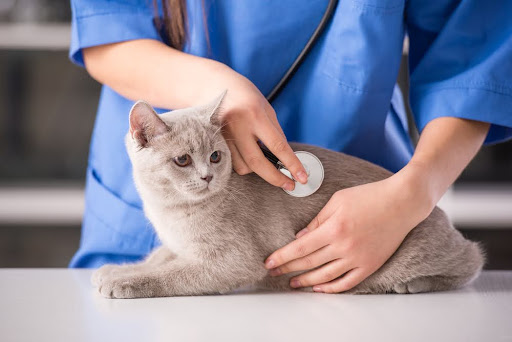 Veterinarian doctor is making a check up of a cute beautiful cat.