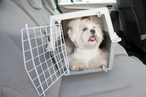 Small dog maltese sitting safe in the car on the back seat in a safety crate