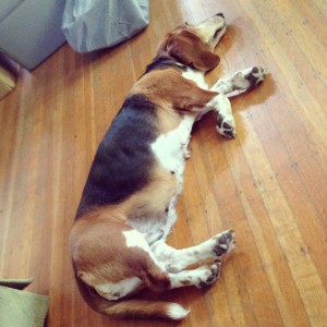 Lola getting comfortable in our new home in Indianapolis