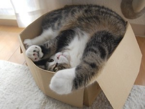 http://www.thepetproductguru.com/pet-supplies/8635-why-do-cats-love-boxes/