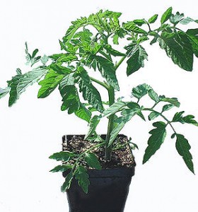 Tomato plant