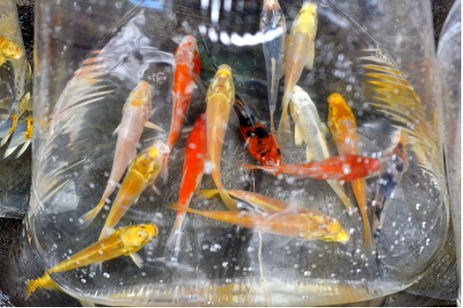 Koi fish in a bag filled with water.