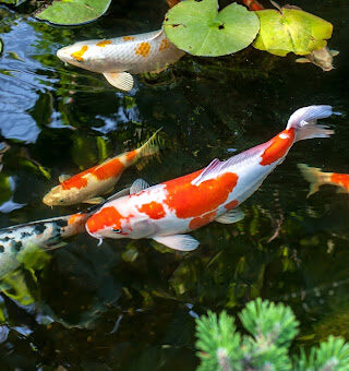 Koi fish in a pond.