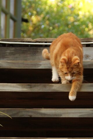 cat walking down the deck stairs