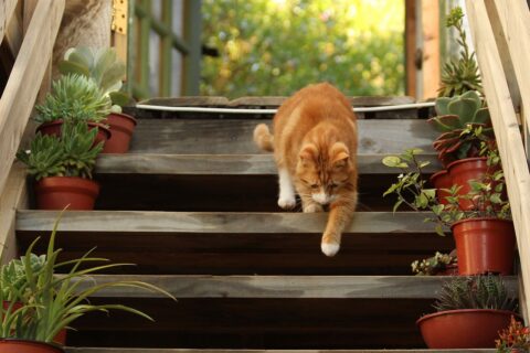 cat walking down the deck stairs