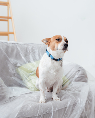 Dog sitting on armchair covered in plastic sheet after/during a move