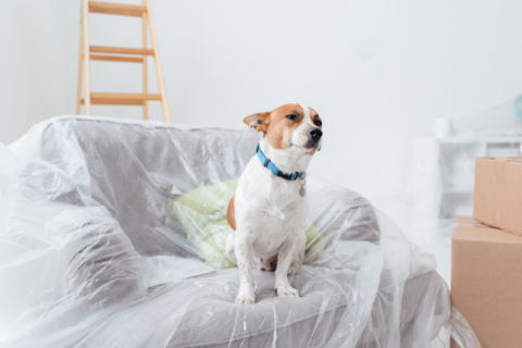 Dog sitting on armchair covered in plastic sheet after/during a move