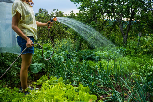 Person watering plants in backyard garden. 