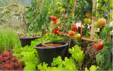 Veggie garden in backyard.