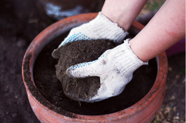 Gloved hands picking up soil out of a pot. 