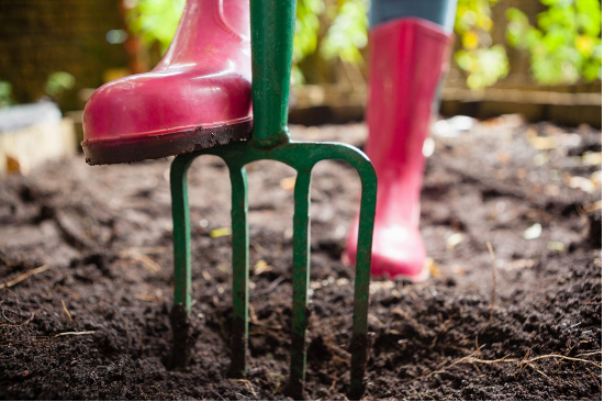 Red boots stepping on garden tool in soil. 