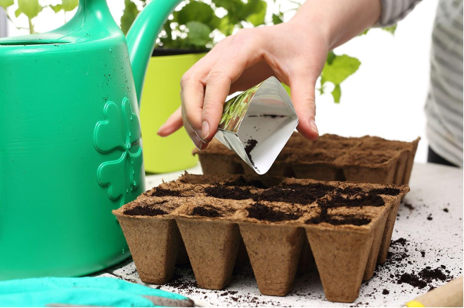 Hand placing seeds into small sections of soil.