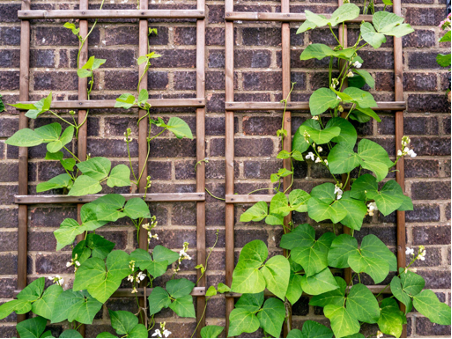 Trellises against brick wall with green leaves growing on it. 