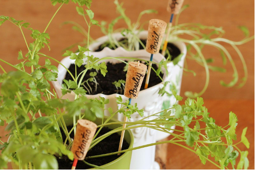 Veggie markers in small vegetable pots. 