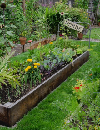 A lush, green raised backyard vegetable garden with a sign that reads “Herbs.”