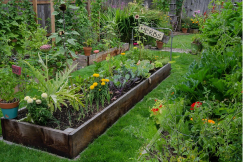 A lush, green raised backyard vegetable garden with a sign that reads “Herbs.”