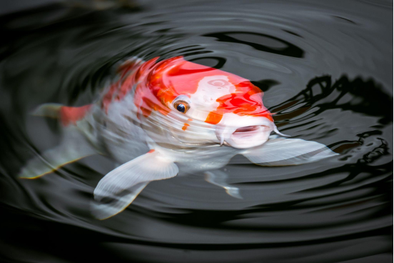 koi fish coming up to the surface