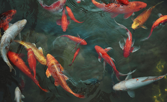Group of koi fish swimming in pond