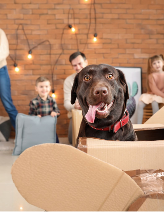 Family packing house while dog sits in box