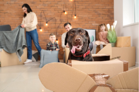 Family packing house while dog sits in box