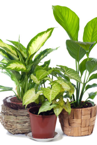 3 plants in pots