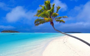 palm tree on beach with ocean