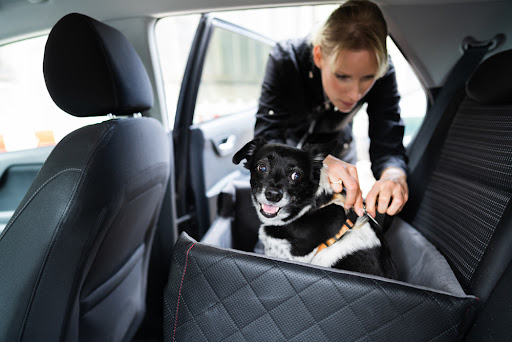 Person putting their dog in the car,